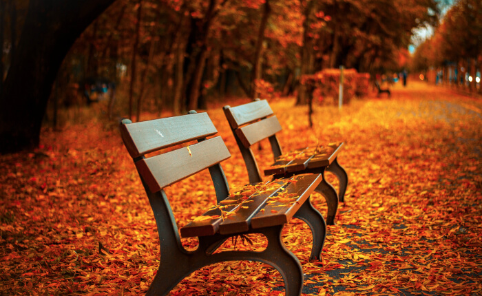 Two empty benches rest on a path blanketed in vibrant orange autumn leaves, with tall trees gracefully lining both sides.