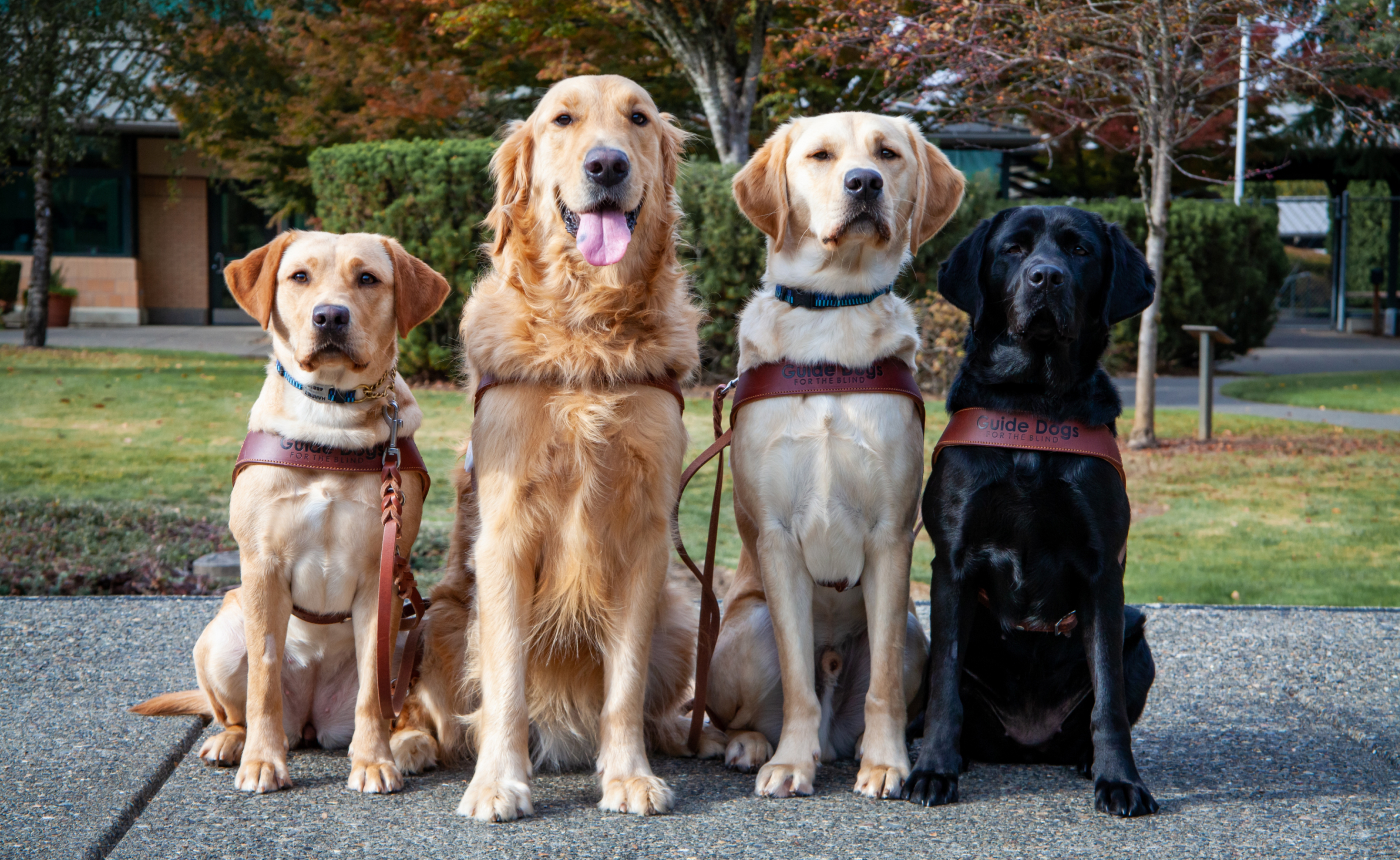 Four guide dogs, comprised of three yellow labs and one black lab, sit attentively in a row outside. They proudly wear harnesses labeled "guide dogs," with a backdrop of trees and a parking lot completing the serene scene.