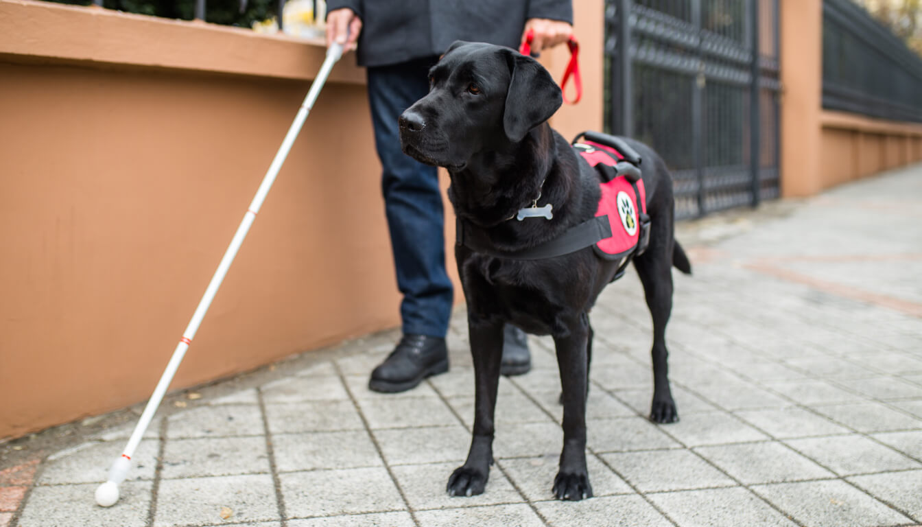 A person walks confidently with a black guide dog, notable for its red harness, along a sidewalk adjacent to a brown wall.