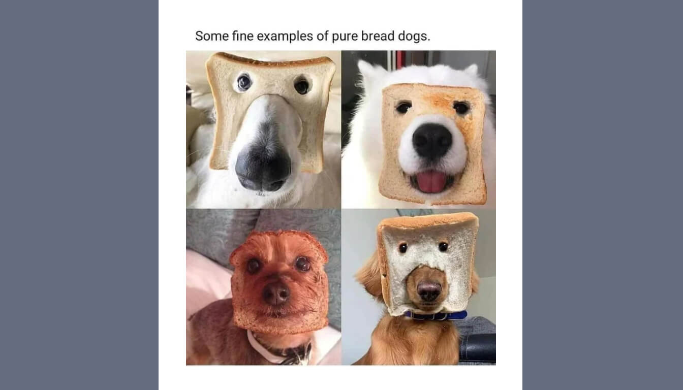 A playful collage features four dogs with various slices of bread humorously placed on their faces, resembling quirky masks.