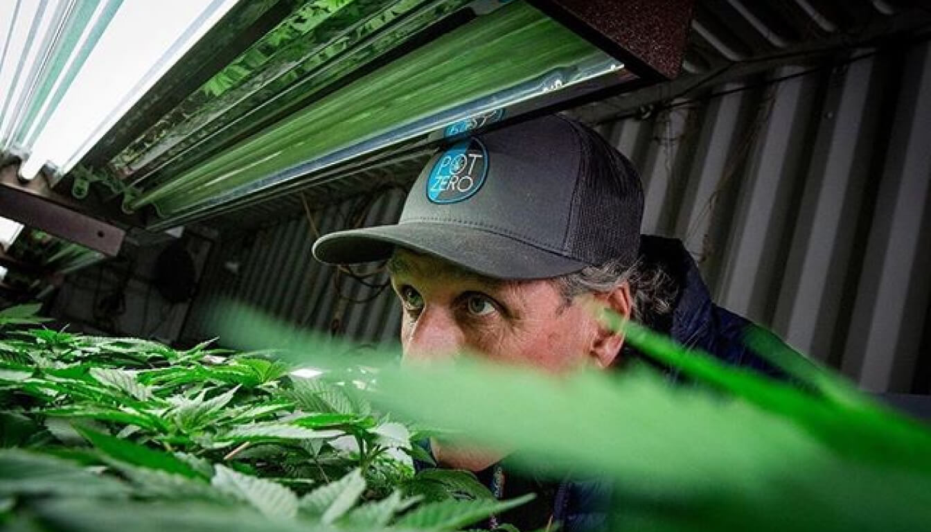 A person intently examines green plants under grow lights in a cultivation setting, wearing a cap and demonstrating keen attention to detail.