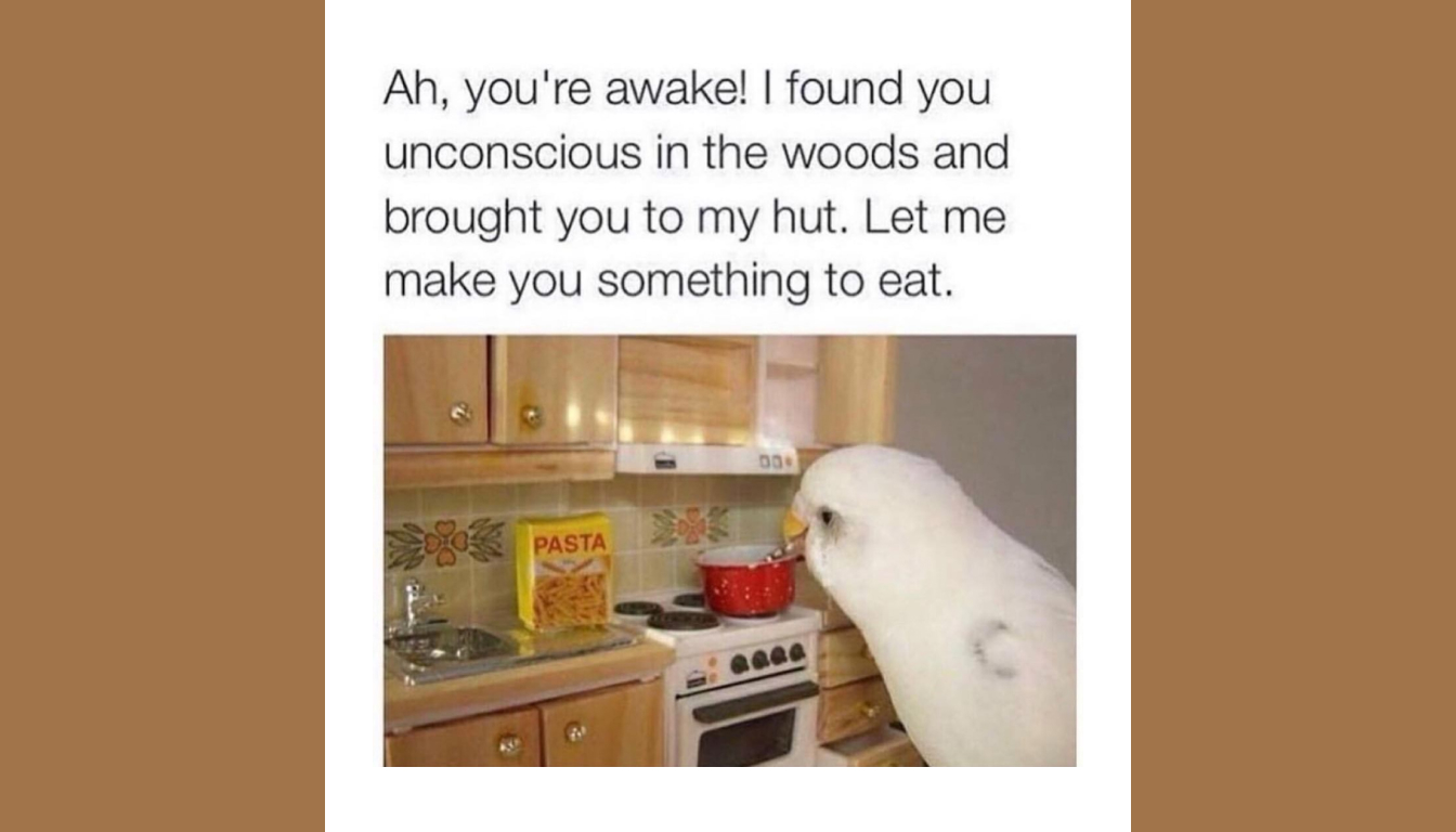 A bird is in a kitchen next to a pasta box and pot. Text reads, "Ah, you're awake! I found you asleep in the woods and brought you to my cabin. Let me cook something for you.