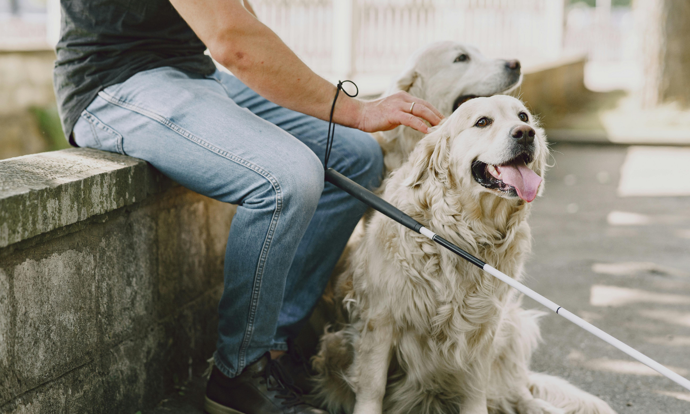 Featured Image for the latest post: Be My Eyes Partners with Guide Dogs NSW/ACT to Support Australians with Low Vision or Blindness